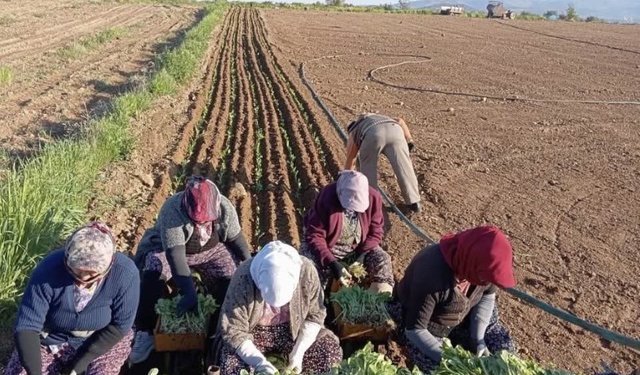 Karacasu'da çiftçilerin tütün mesaisi başladı