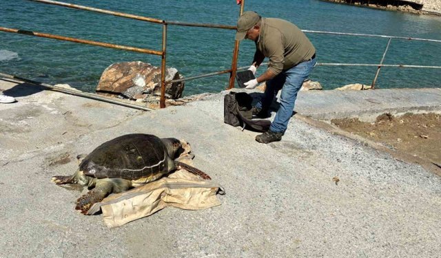 Kuşadası Körfezi'nde 'deniz kaplumbağası' alarmı