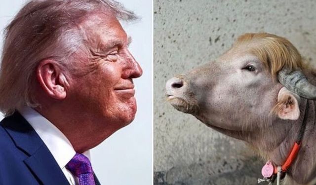 "Donald Trump"a benzetilen manda kurban olmaktan kurtuldu