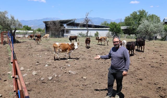 Yerli ırklar daha dayanıklı