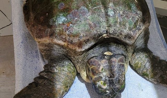 Yaralı caretta carettanın tedavisine başlandı