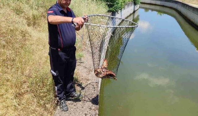 Bozdoğan'da sulama kanalına düşen kartal kurtarıldı