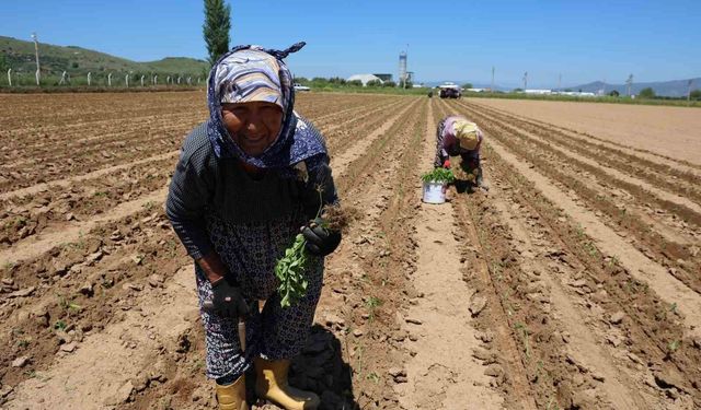 Çine'de biberler toprakla buluştu