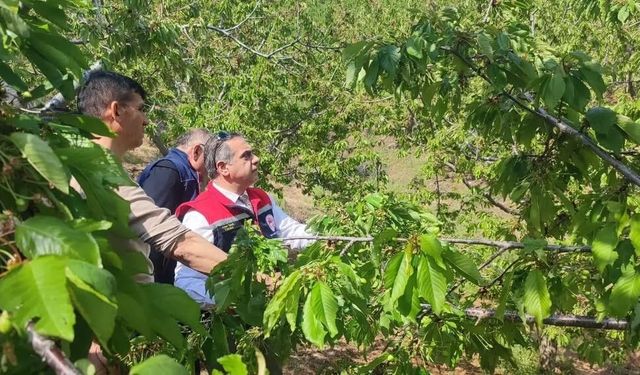 Kuyucak'ta dolu vurdu, zarar gören tarım arazileri yerinde incelendi