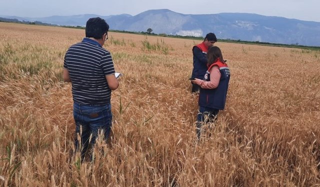 Söke'de hububat tarlalarında sıkı denetim