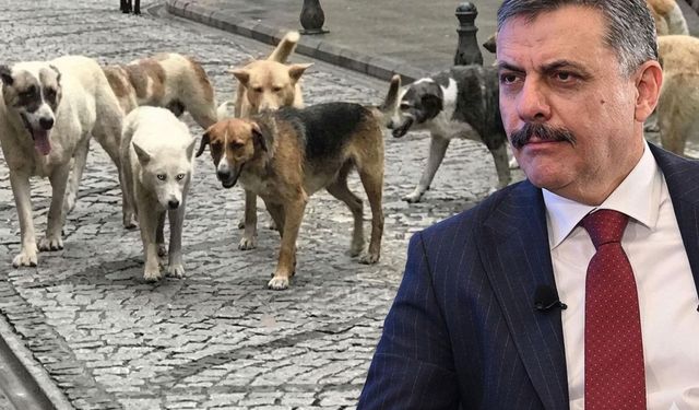 Bakan Çiftçi, sokak hayvanları sorununun tamamen çözümü için tarihi verdi