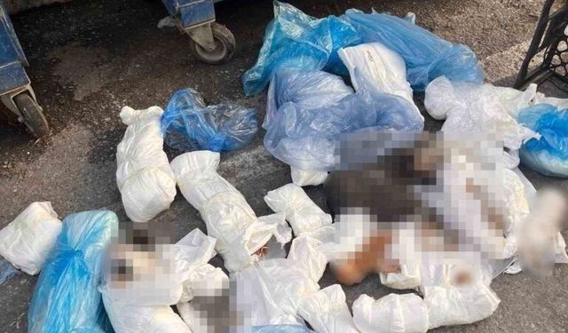 Başsavcılık itiraz etmişti, 33 kediyi öldüren veteriner tutuklandı
