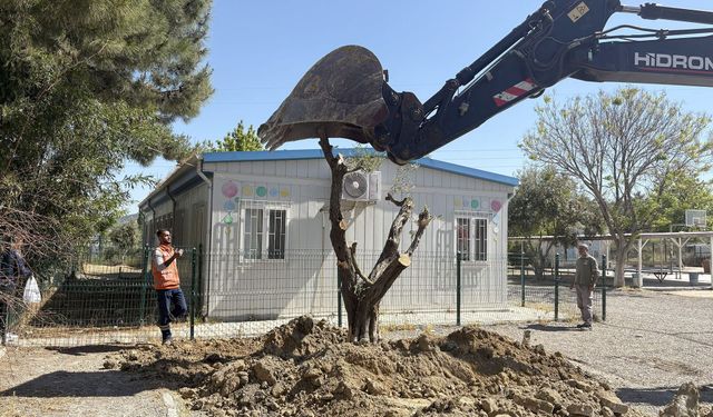 Kuşadası’nda 410 ağaç kesilmekten kurtarıldı