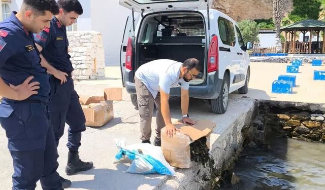 Söke'de 60 kilo canlı yengeç ele geçirildi
