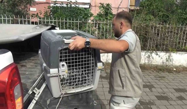 Aydın'da oklu kirpi operasyonu