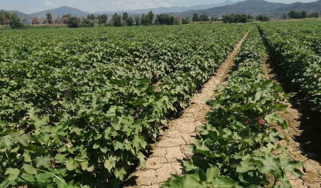 Aydın'da pamukta zararlı uyarısı