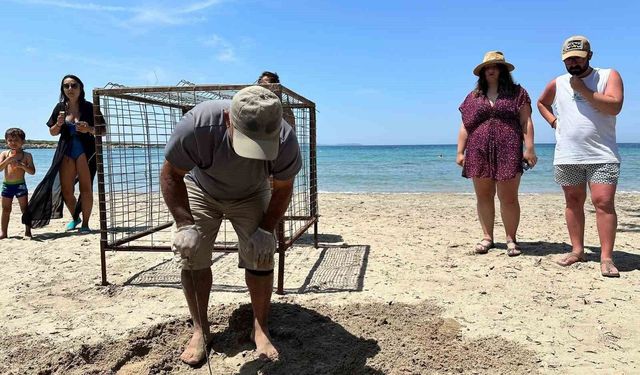 Aydın'da yılın ilk Caretta Caretta yuvası tespit edildi