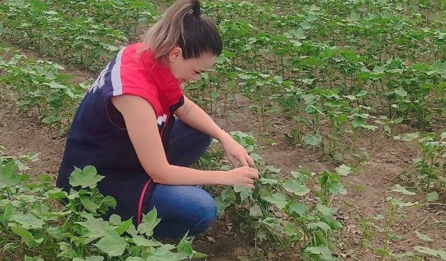 Didim'de pamuğun gelişimi takip edildi