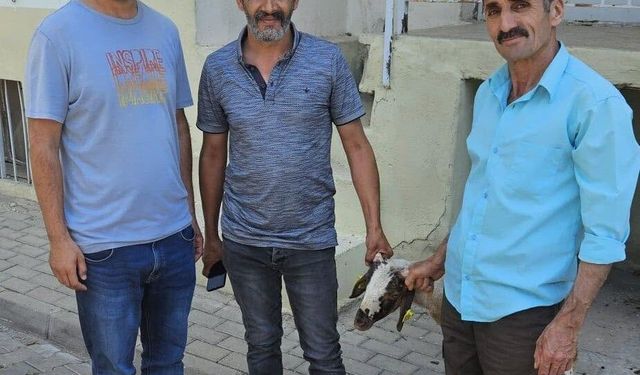 Kapılara toslayan kuzunun sahibi küpesinden bulundu