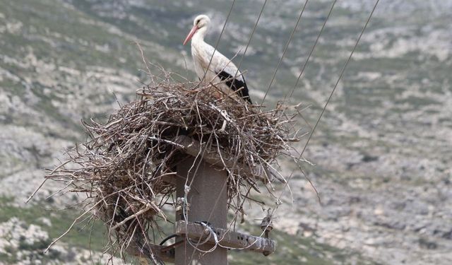 Riskli durumdaki leylek yuvası güvenli hale getirildi