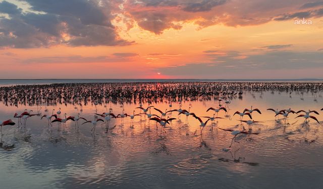 Bakan Kurum: "12 bin 800 yavru flamingo Tuz Gölü’nde yaşam buldu"