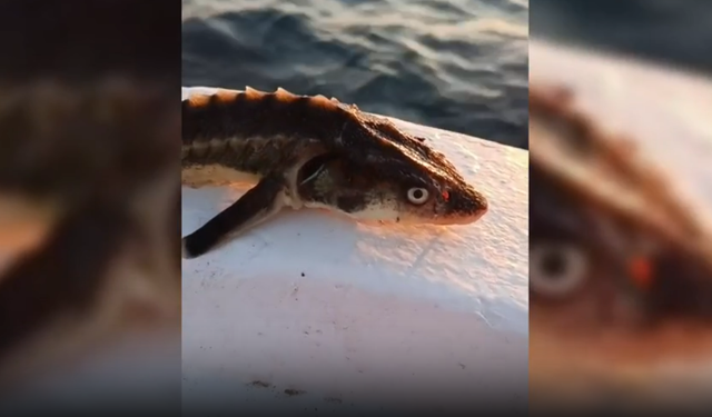Ağa takılan Mersin Balığı özgürlüğüne kavuştu