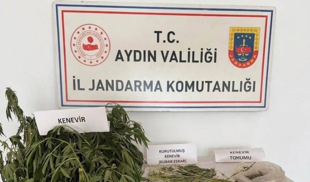 Aydın'da jandarmadan kenevir baskını