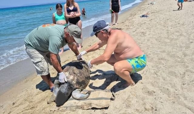 Aydın'da iki Caretta caretta ölü olarak sahile vurdu