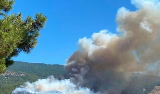 Çine'de orman yangını: Bölgeye ekipler sevk edildi!