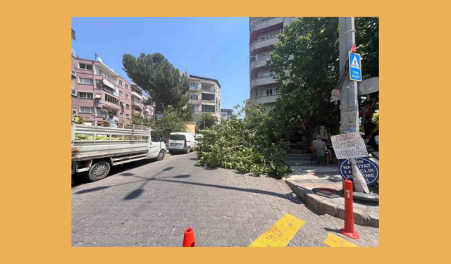 Efeler'de devrilen ağaç iki araca zarar verdi