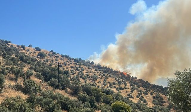 Koçarlı'da zirai alan yangını!