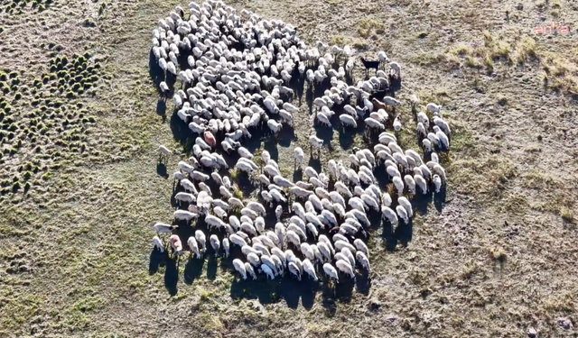 2 bin 500 rakımlı yaylada koç şenliği