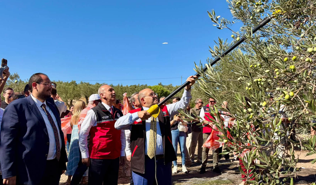 Balıkesir’de yılın ilk zeytin hasadı yapıldı