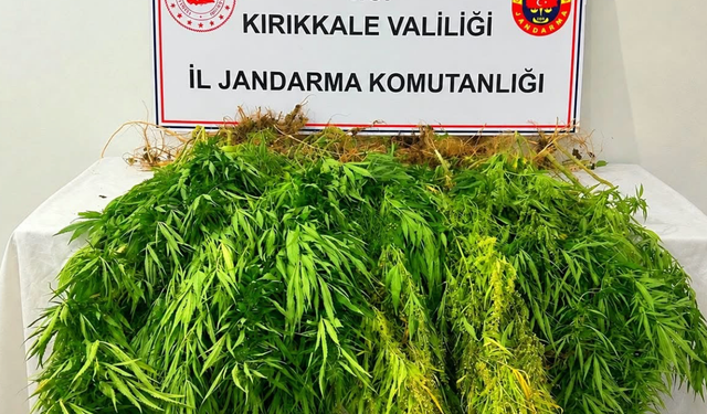 Mısır tarlasına ekili 105 kök Hint kenevir ele geçirildi