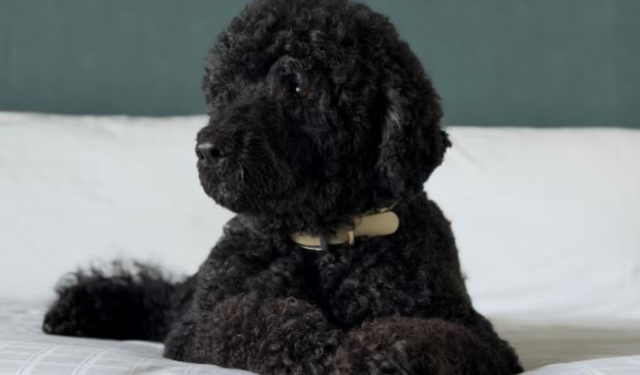 Obama ailesinin köpeği Sunny öldü