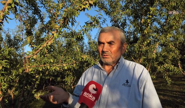 Gurbette kazandığıyla memleketini badem ağacıyla yeşertti