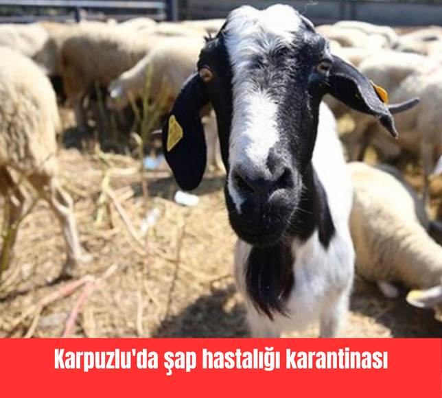 Karpuzlu'da şap hastalığı karantinası
