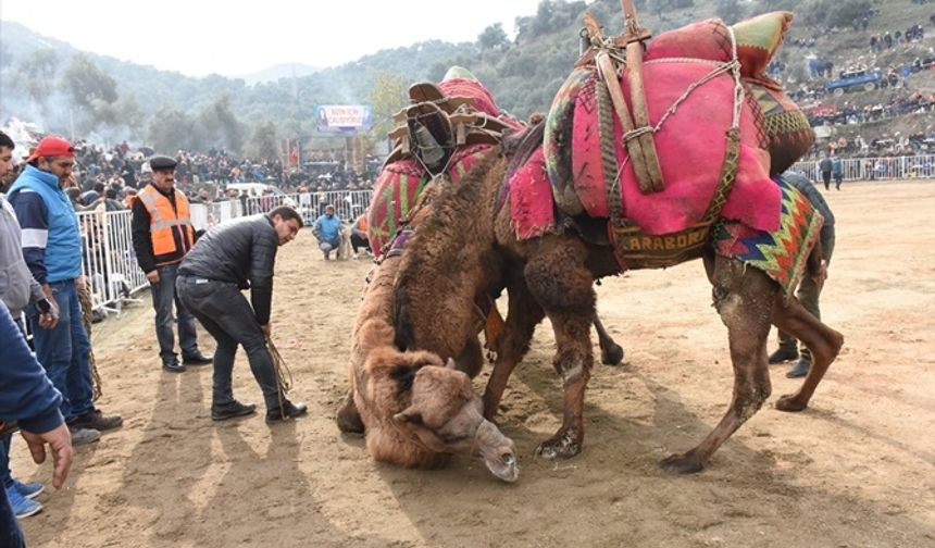 Aydın'da güreşen develer arenaya sığmadı! Karnaval havasında güreş festi