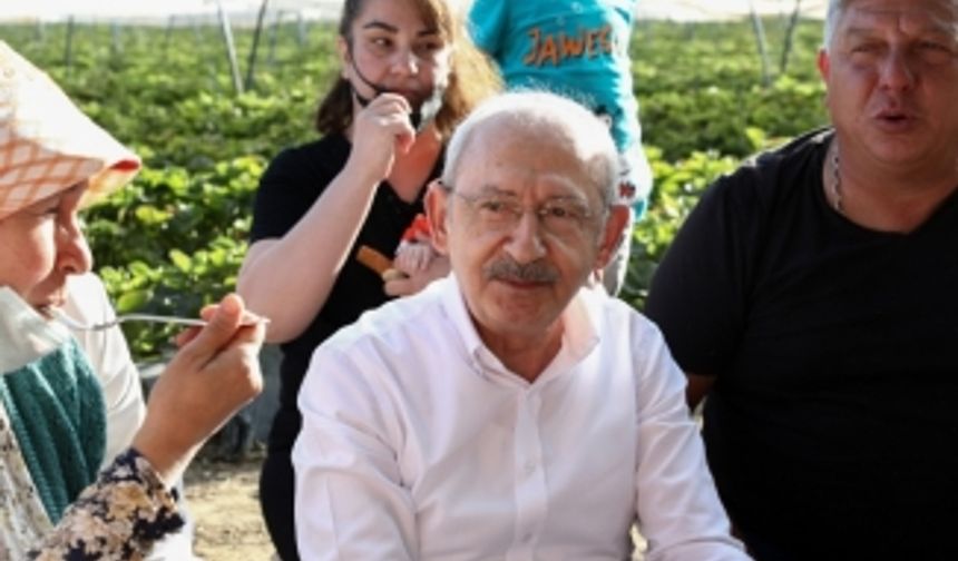 CHP Lideri Kılıçdaroğlu Aydın'da çilek hasadına katıldı