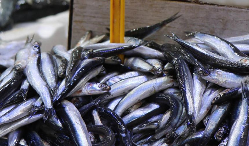 Balık fiyatları düştü! Kilosu 40 liradan satılıyor'