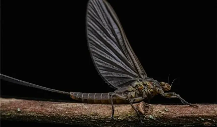 Küresel çaptaki araştırma yanıtladı: Geceleri daha çok mu böcek var?