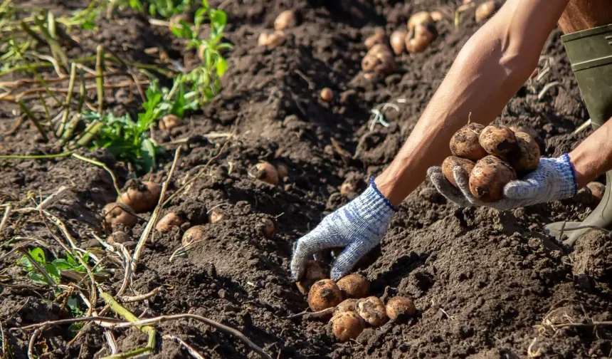 Vakti geldi! Patates nasıl ekilir? Patatesin böceklenmemesi için bu yöntemi deneyin