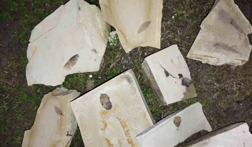 Kuşadası'nda 15 Milyon Yıllık Yaprak Fosilleri Bulundu
