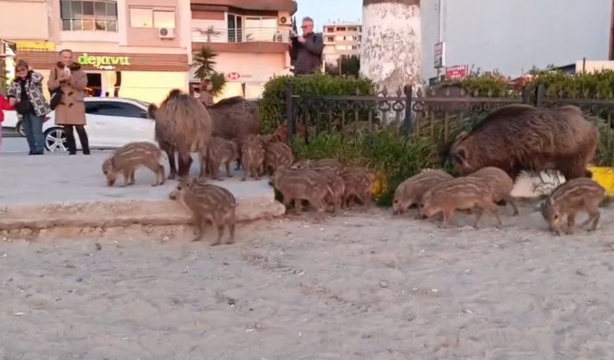 ’Yaban domuzlarını elle beslemeyin’ uyarısı