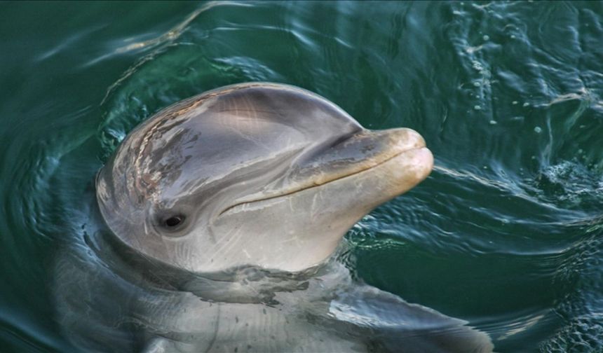 Yapay Zeka Yunuslarla Konuşabilecek mi? DolphinGemma, İletişimin Şifrelerini Kırıyor