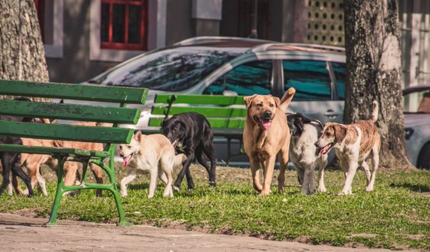 Sokak hayvanlarının kaderi 7 Mayıs’ta Anayasa Mahkemesi’nde belirlenecek