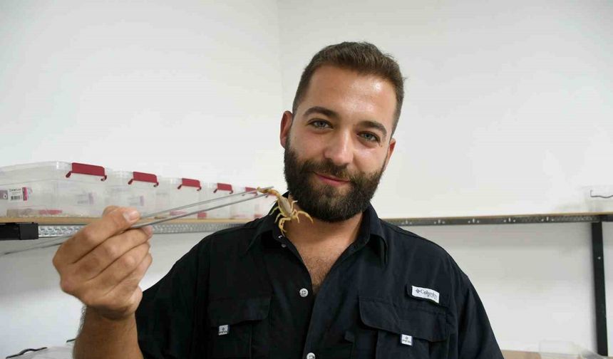 Aydın’da 750 akrepten 4 ayda 4 bin yavru elde etti