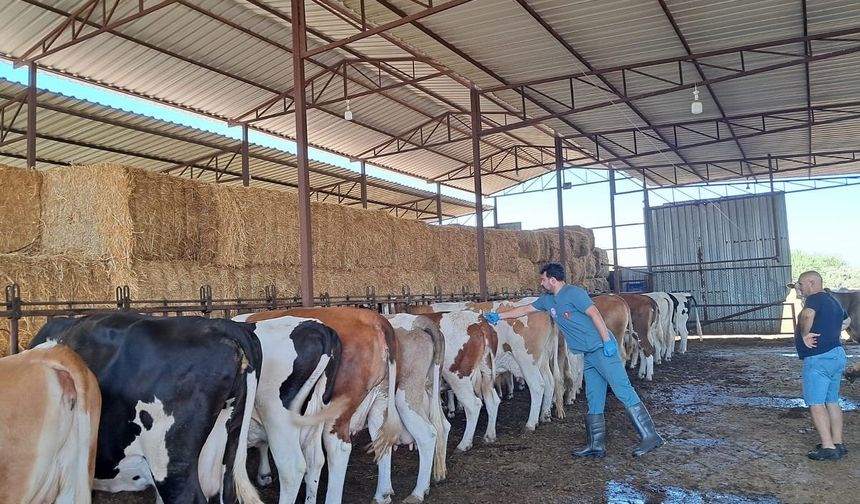 Köşk’te şap aşılaması başladı