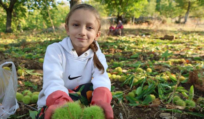 Aydın’ın dağlarında hareketlilik başladı, kestane üreticilerini hasat telaşı sardı