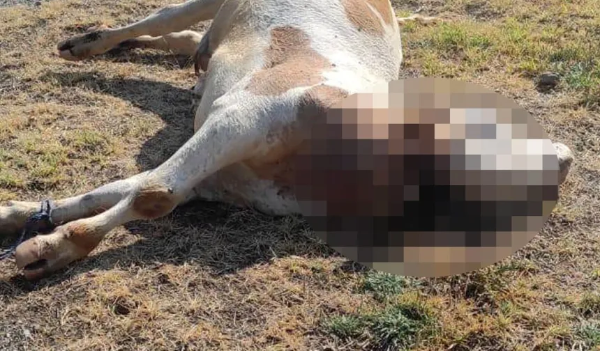 ÇİNE'DE SKANDAL İDDİA: BELEDİYENİN ATTIĞI ÖLÜ HAYVANLAR ÇEVRE FELAKETİNE YOL AÇIYOR!