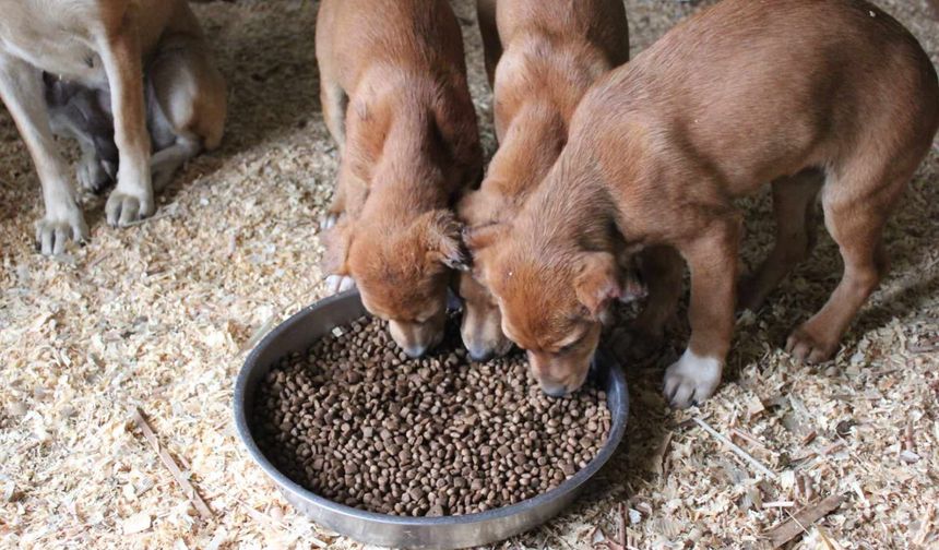 İstanbul Valiliği sokak köpeklerini beslemeye yasak getirdi!