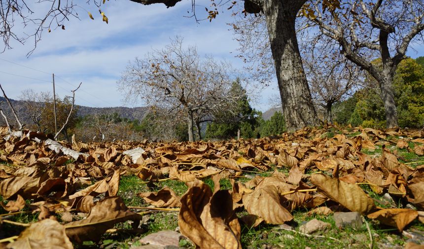Paşa Yaylası sonbahara kucak açtı