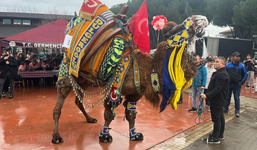 Milyonluk pehlivan develer gelin gibi süslenmeden arenaya çıkmıyor