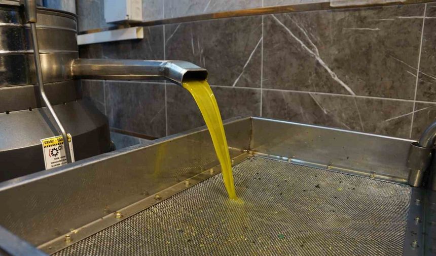 Aydın’da zeytinin yağa dönüşümü başladı
