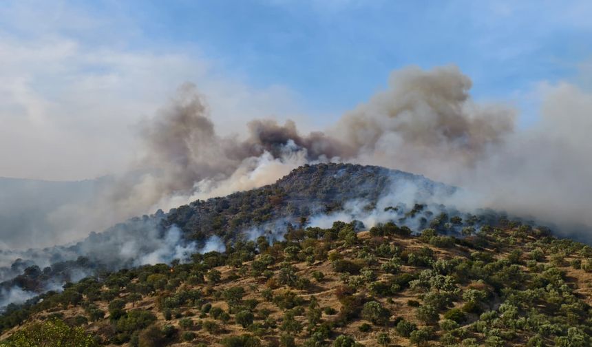 Bozdoğan Kavaklı'da orman yangını!